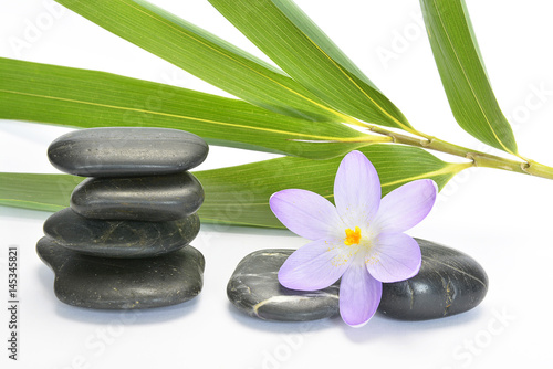 Empty white background with cairn zen stones  bamboo and purple crocus flower