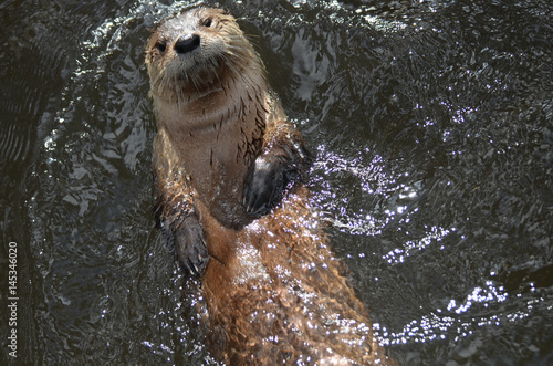 Really Cute River Otter Floating On His Back photo