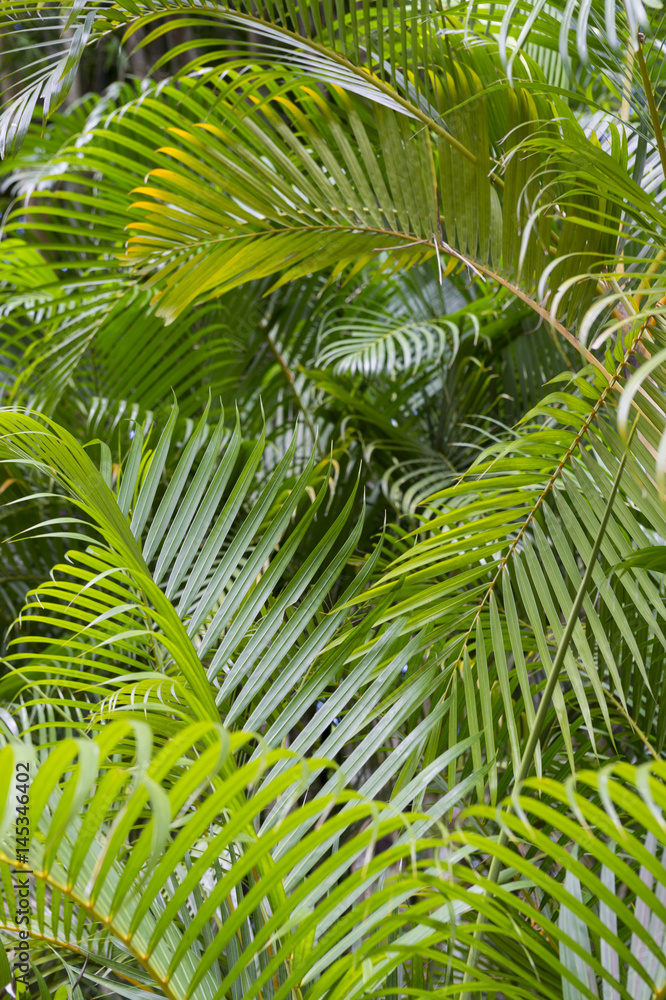Jungle background of delicate green fronds of a palm plant Jungle background of delicate green fronds of a palm plant