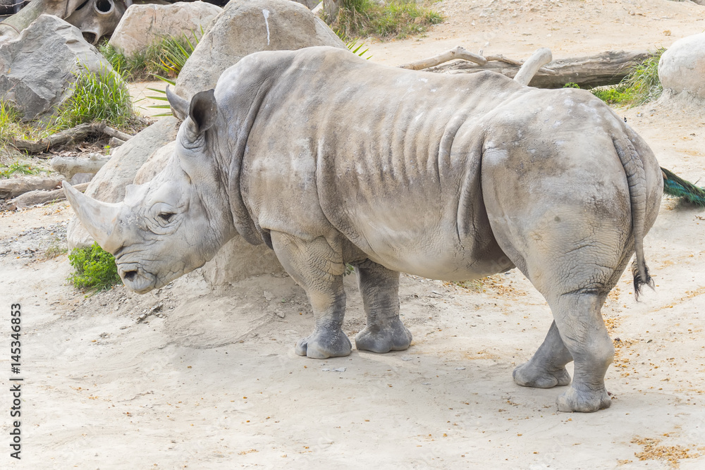 White rhinoceros calm and relaxed, Ceratotherium simum White rhinoceros calm and relaxed, Ceratotherium simum