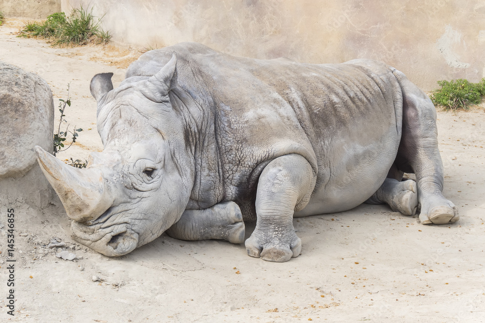 Fototapeta premium White rhinoceros calm and relaxed, Ceratotherium simum