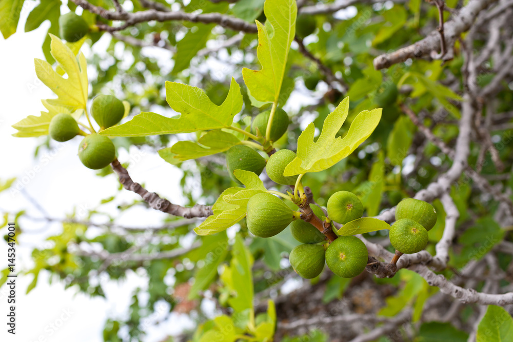 Drzewo figowe z zielonymi figami i liśćmi.