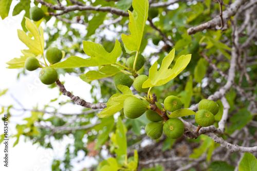 Drzewo figowe z zielonymi figami i liśćmi.