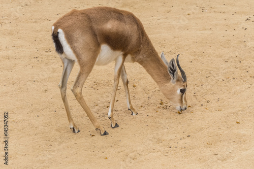 Dorcas gazelle looking for food between the earth photo