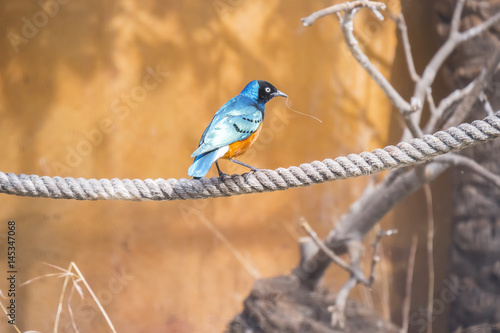 Superb starling perched on a rope, Spreo Superbus