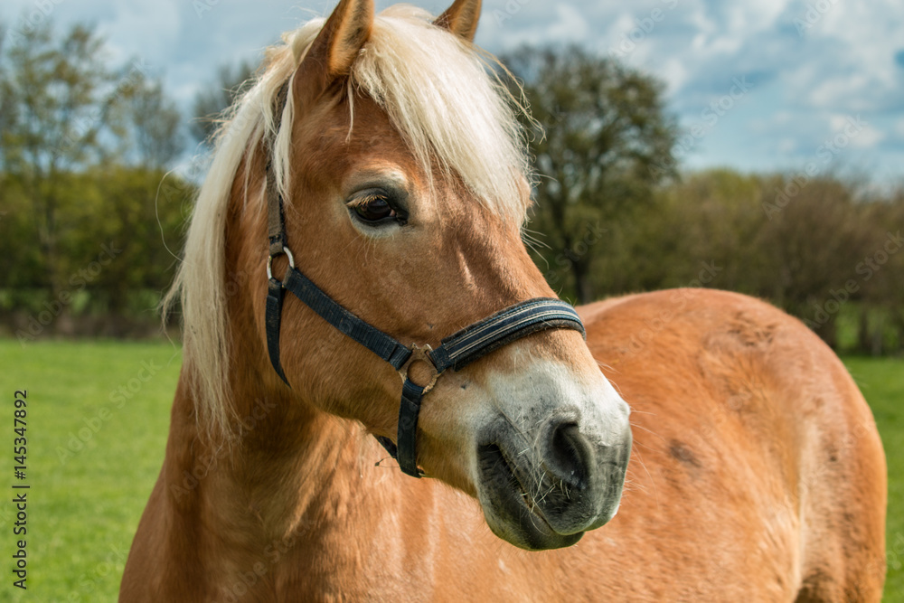 Fototapeta premium Pferd auf der Weide