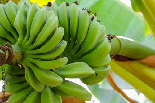 banana raw with a bunch on the tree
