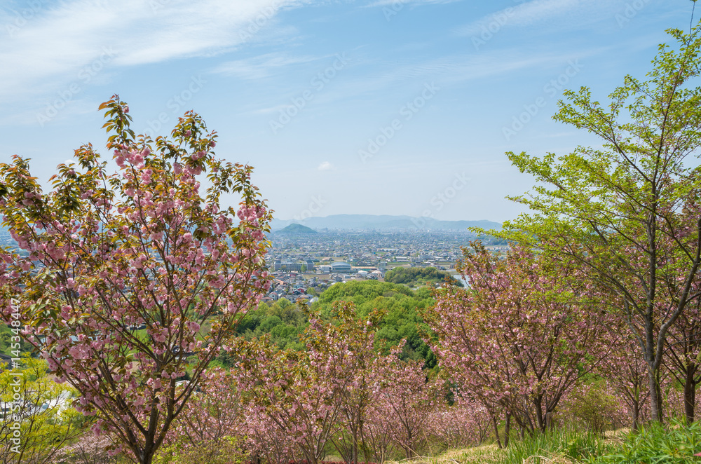 桜 新緑 香川県高松市~三木町の街並み 桜 新緑 香川県高松市~三木町の街並み