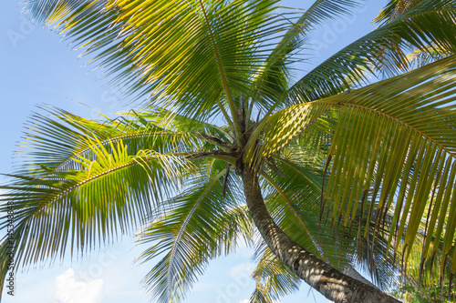 Tropical sand beach  palms and blue sky 