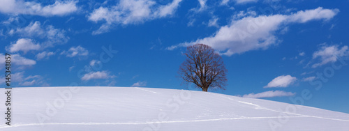 Linde in Winterlandschaft