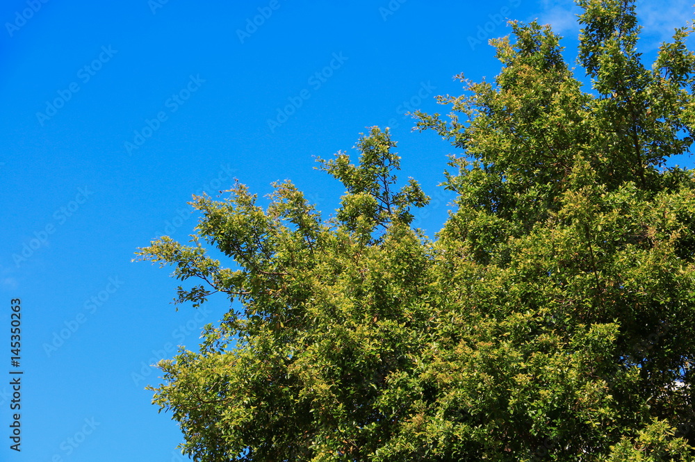 branch and leaf of tree beautiful in the forest on blue sky background bottom view. concept world environment day (Stop destroy the forest) branch and leaf of tree beautiful in the forest on blue sky background bottom view. concept world environment day (Stop destroy the forest)
