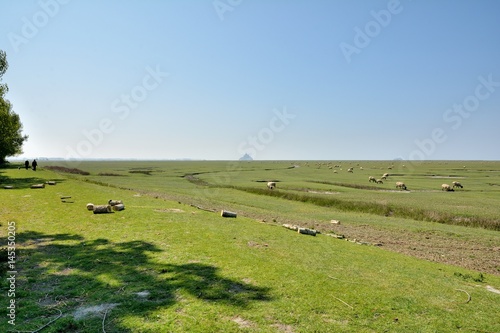 Randonneurs sur le sentier de grande randonnée GR223 au milieu des moutons dans les prés salés du Mont-Saint-Michel photo