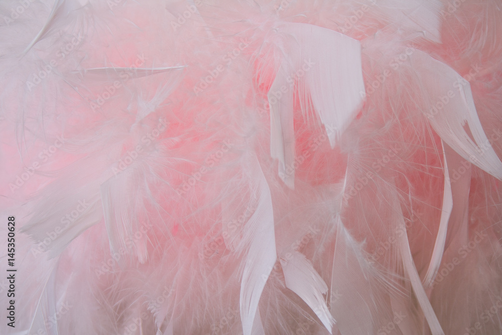 Texture with pink and white feathers