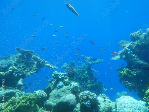 coral underwater sea blue reef
