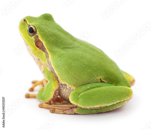 Green frog isolated.