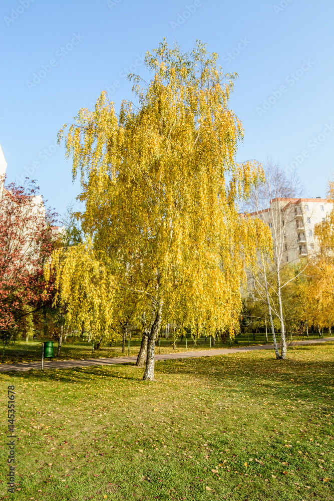 Fototapeta premium Autumn tree