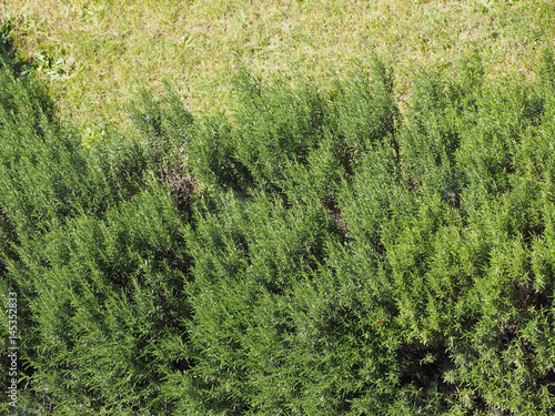 rosemary (Rosmarinus) plant © teresinagoia