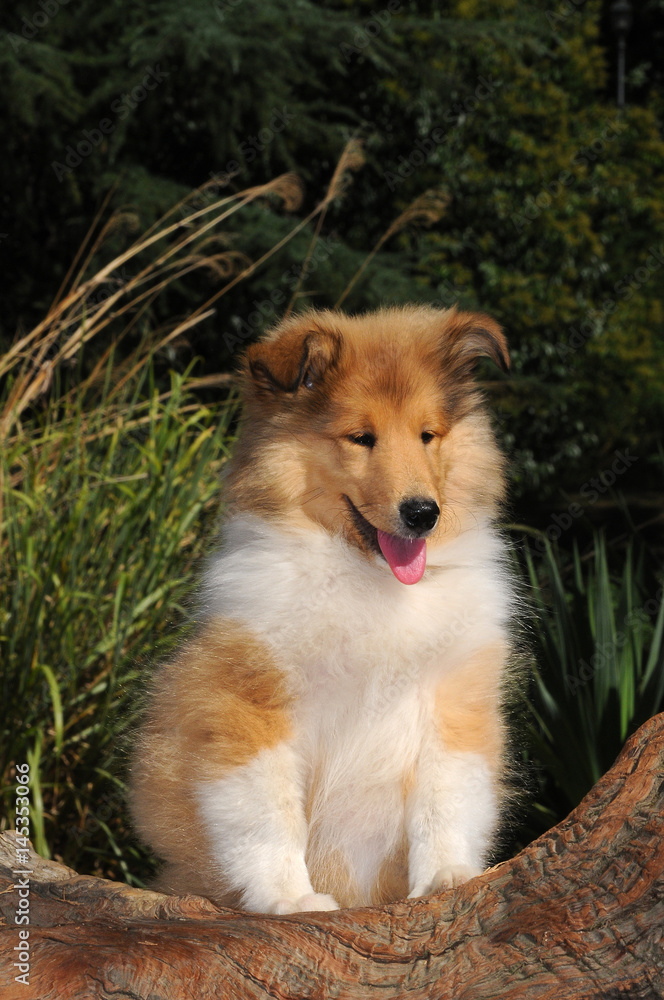 Portrait of rough collie dog Portrait of rough collie dog