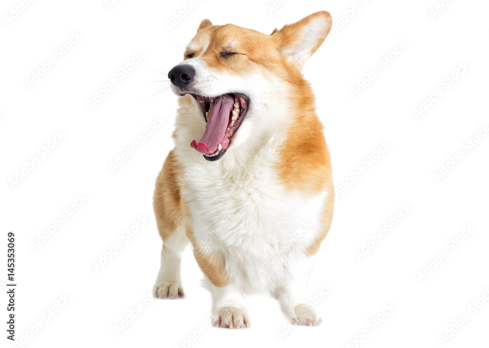 Welsh corgi dog yawns