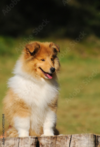 Portrait of rough collie dog