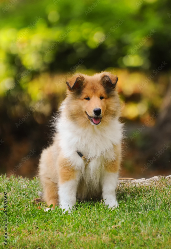 Portrait of rough collie dog