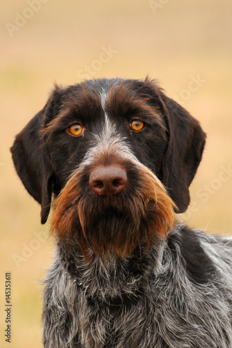 German Wirehaired Pionter, deutsch drahthaar dog.