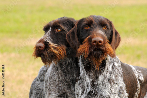 Two German Wirehaired Pionter, deutsch drahthaar dogs.