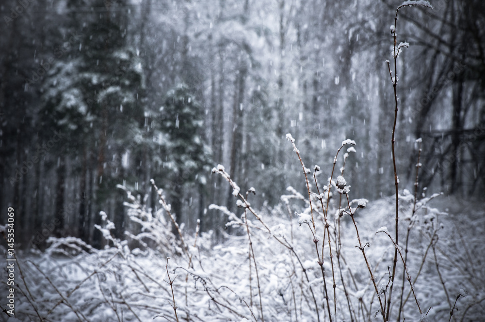 background snowfall in the winter forest background snowfall in the winter forest