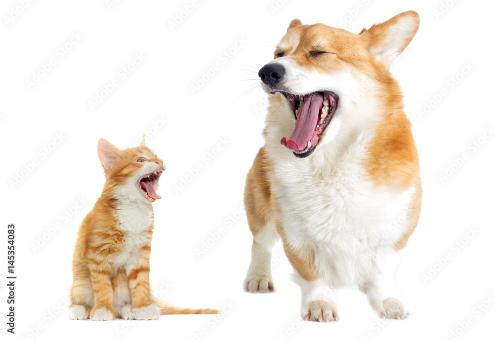 Welsh corgi dog And a kitten yawns