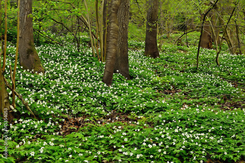 Beautiful spring anemone flowers with white petals. Spring blooming plants. Forest flower
