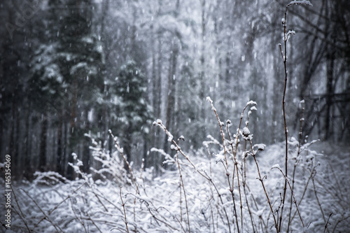 background snowfall in the winter forest © Mariana