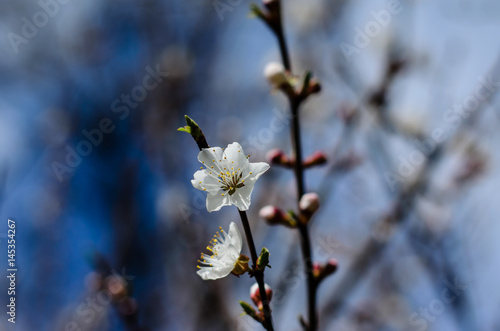 Branch of the blossoming apricot tree © ihorbondarenko