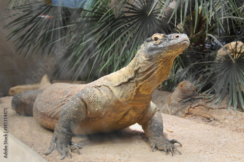 Fototapeta Naklejka Na Ścianę i Meble -  Dragon de Komodo