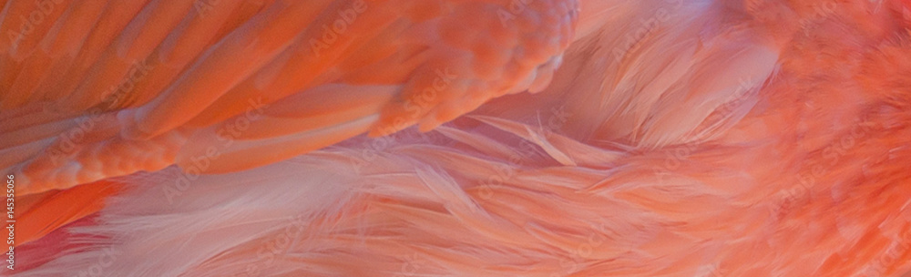 Flamingo wing abstract background Flamingo wing abstract background