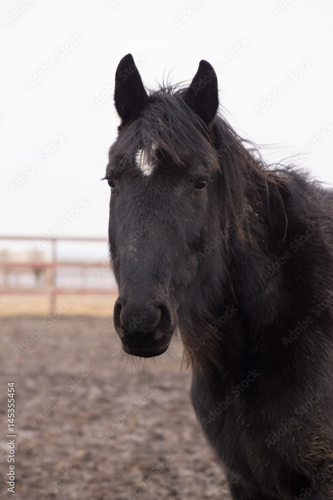 Fototapeta premium Black pony