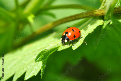 Ladybird sitting on grass in the meadow