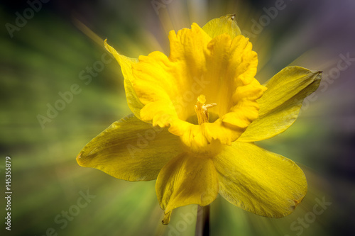 Fototapeta Naklejka Na Ścianę i Meble -  Zoomed image of isolated yellow daffodil spring flower