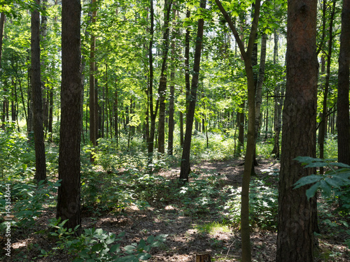 The trees in the forest