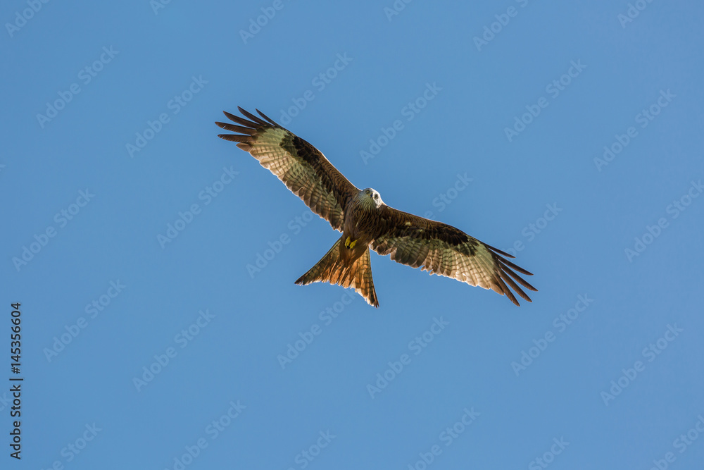 Obraz premium Red Kite flying against a deep blue sky