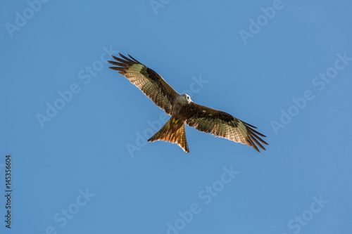 Red Kite flying against a deep blue sky