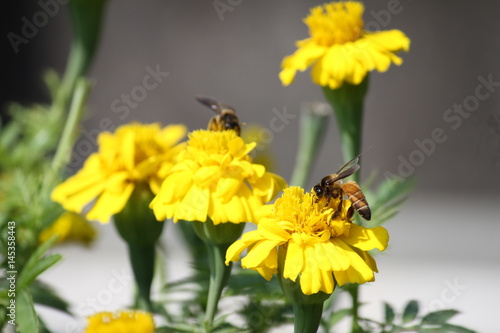 Honey Bee © Debashis