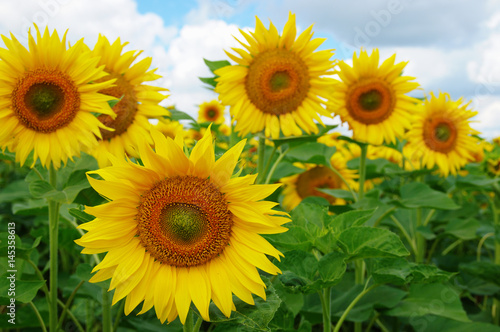 Fototapeta Naklejka Na Ścianę i Meble -  field of blooming sunflowers