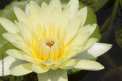 Blossom lotus