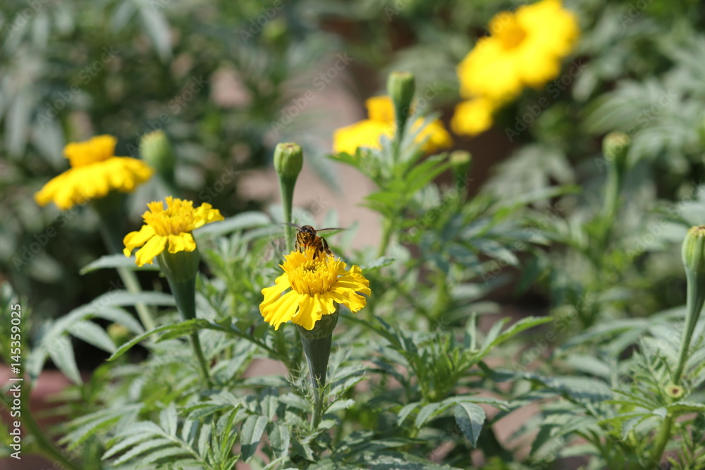 Honey Bee Honey Bee