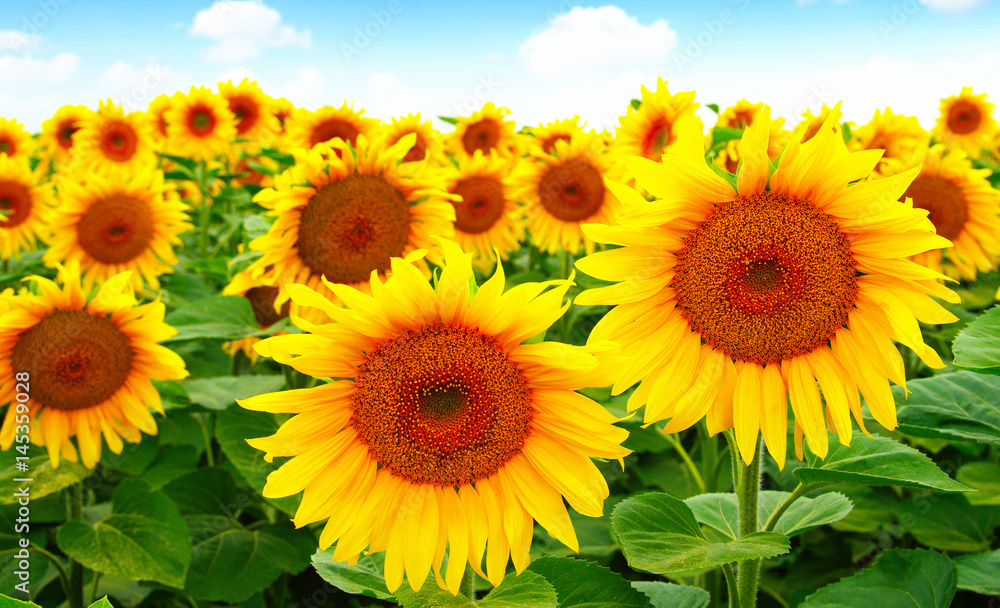 Fototapeta premium sunflowers field on sky