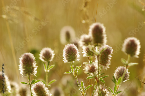 Summer flowering grass