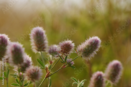 Summer flowering grass