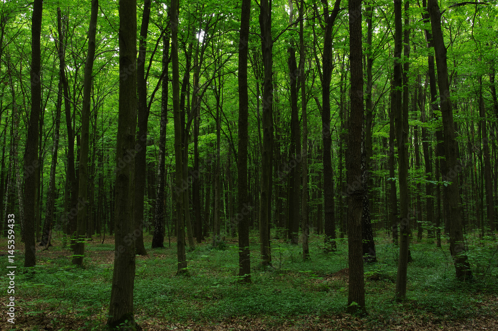 Trees in green forest