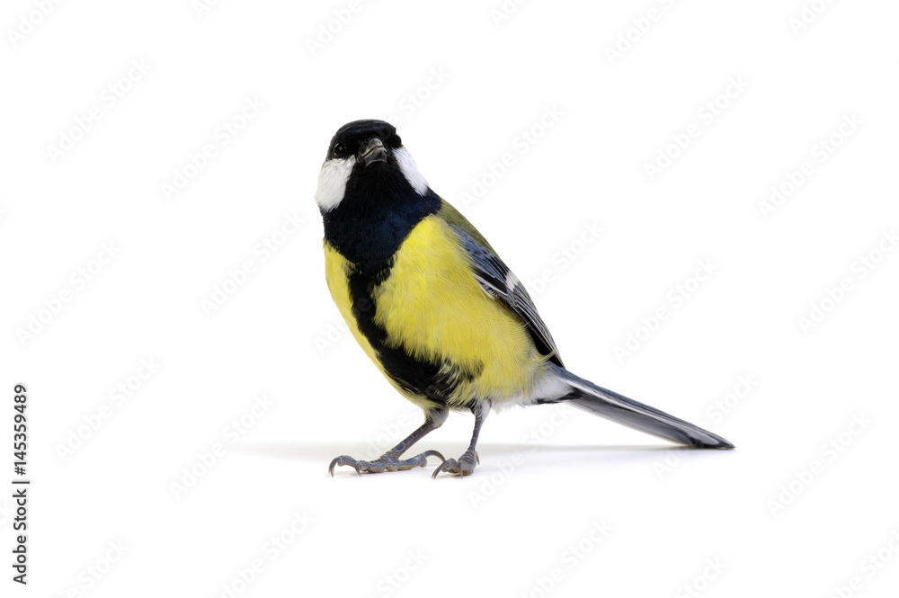 Fototapeta premium great tit, Parus major,