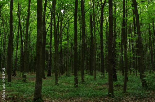 Trees in green forest © Alekss
